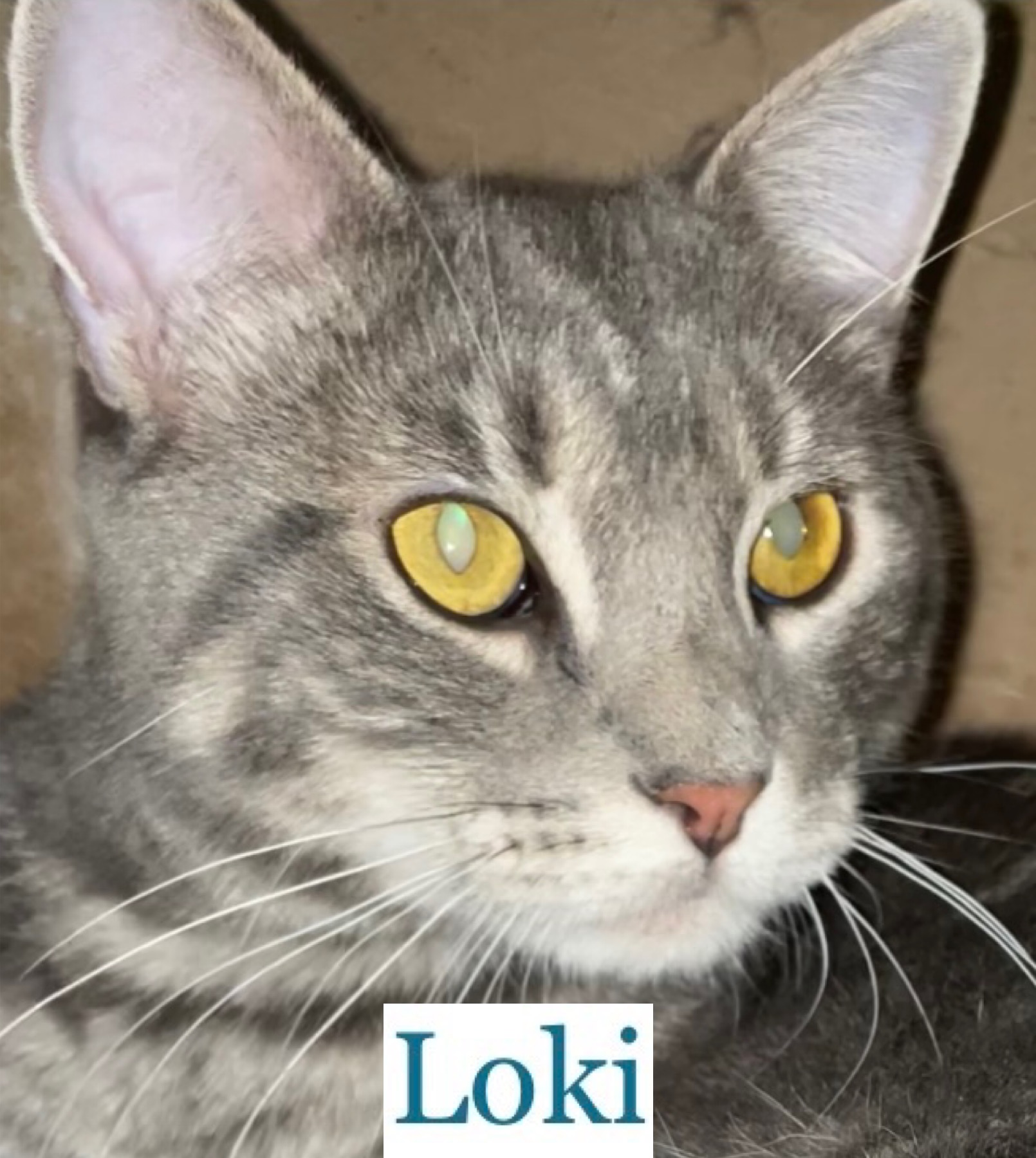 Enlarge Loki, a Adoptable Domestic Short Hair in Berkeley Springs, WV image 2/3