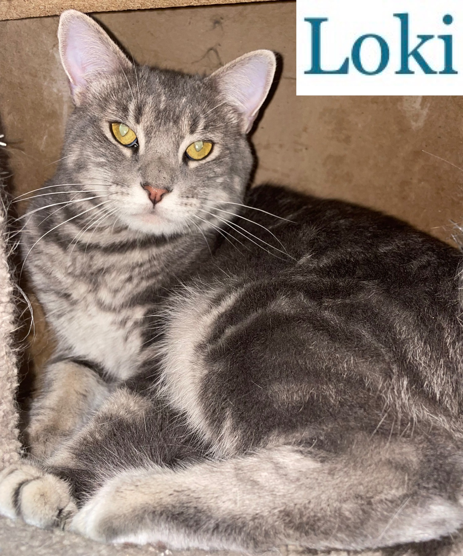 Enlarge Loki, a Adoptable Domestic Short Hair in Berkeley Springs, WV image 3/3