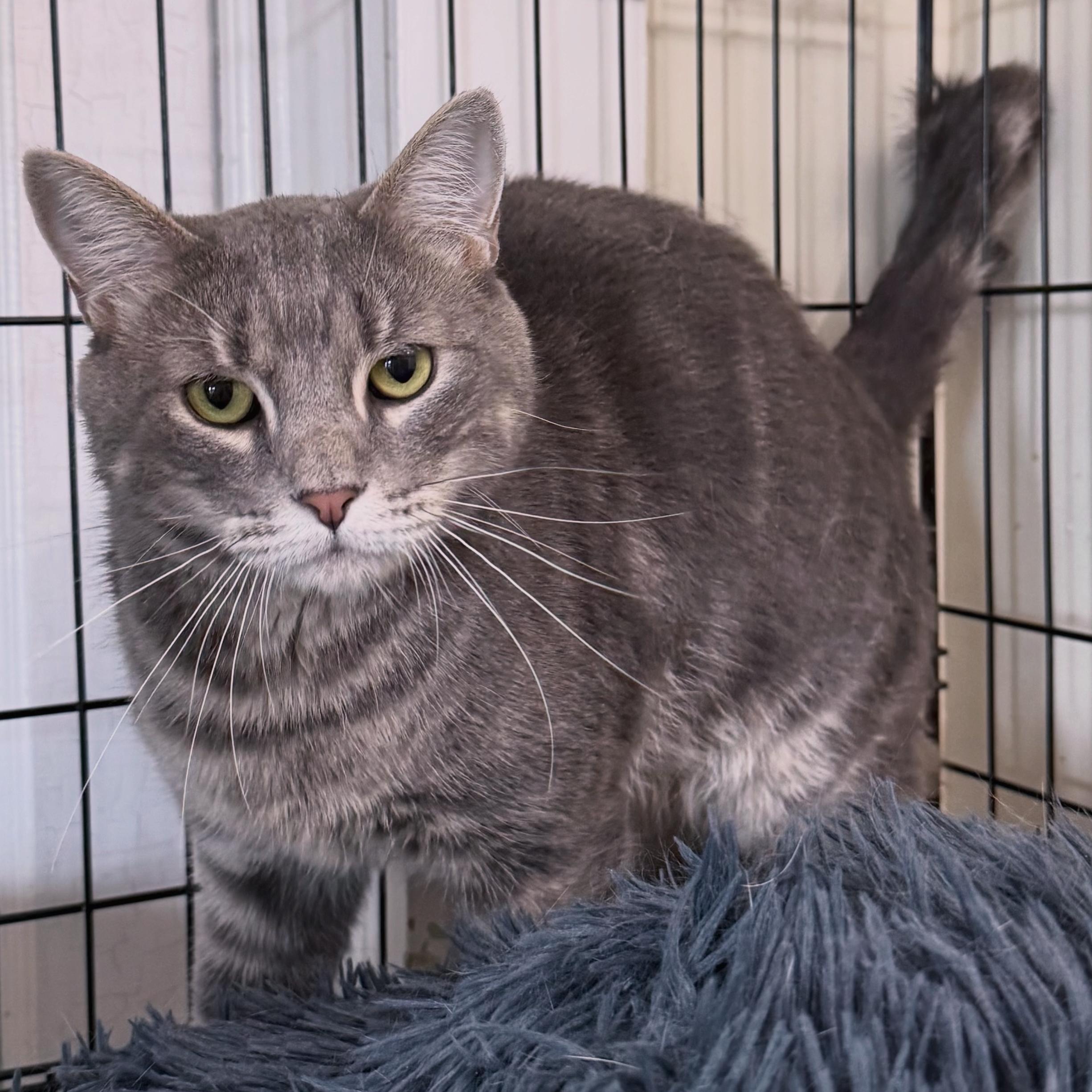 Enlarge Loki, a Adoptable Domestic Short Hair in Berkeley Springs, WV image 1/5