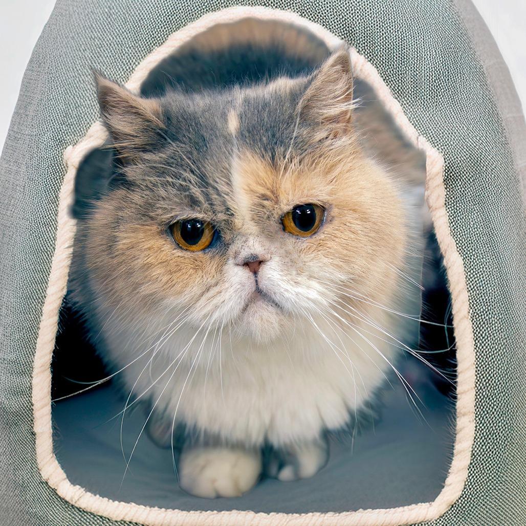 Enlarge Kiara, a Adoptable Persian in Las Vegas, NV image 1/3