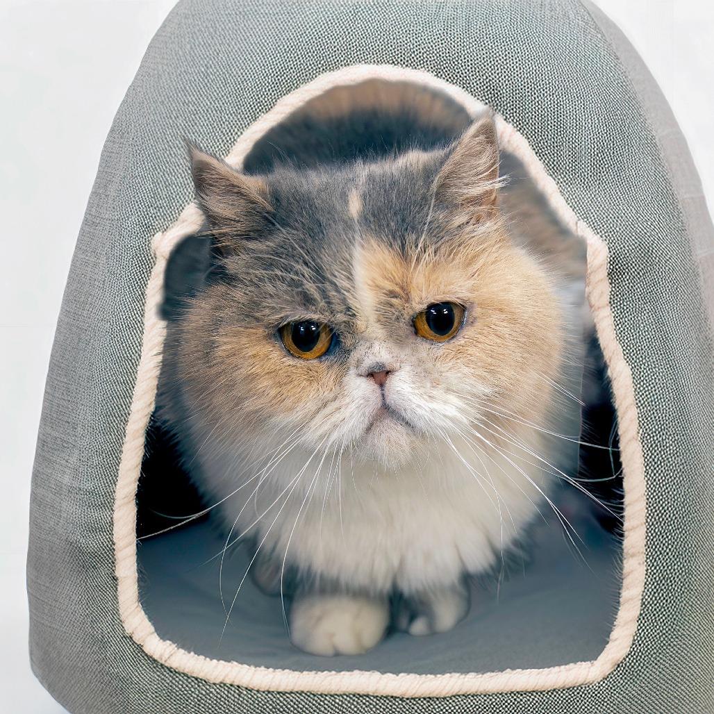 Enlarge Kiara, a Adoptable Persian in Las Vegas, NV image 2/3