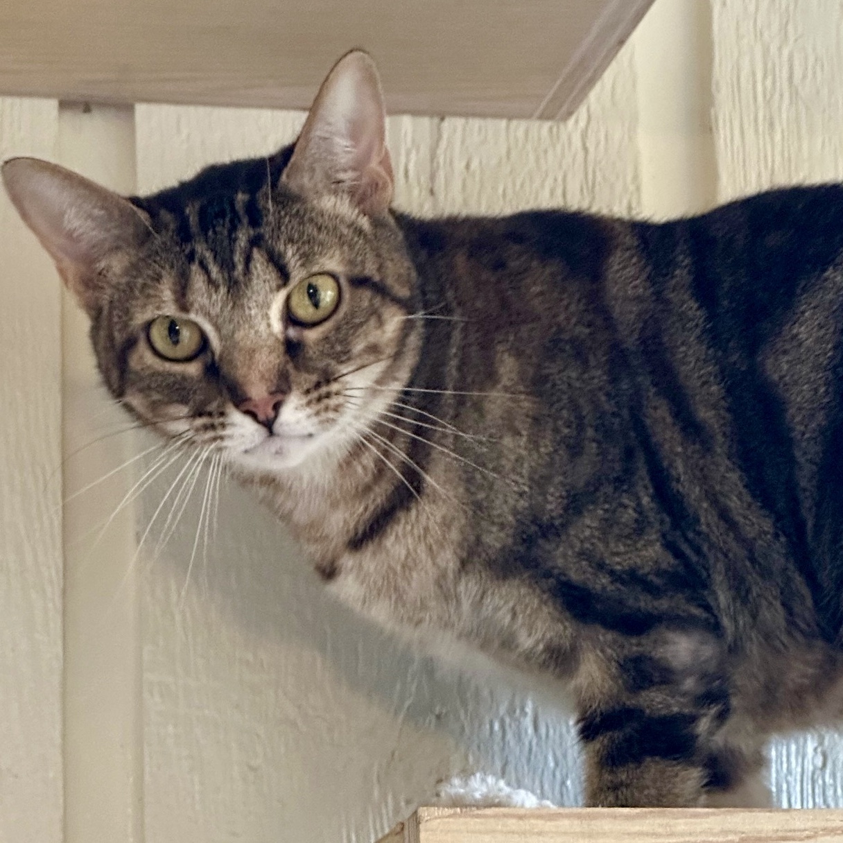 Enlarge Annie Lennox, a Adoptable mixed breed in Memphis, TN image 4/5