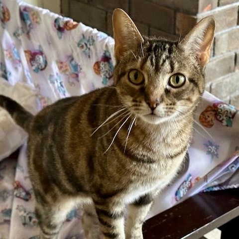 Annie Lennox, Adoptable, Adult Female Domestic Short Hair & Tabby.