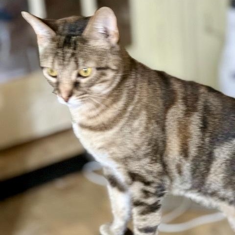 Enlarge Annie Lennox, a Adoptable mixed breed in Memphis, TN image 2/5