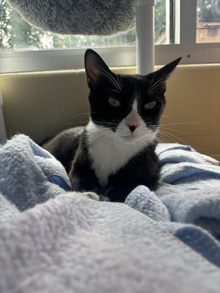 Frito, Adoptable, Adult Female Domestic Short Hair.