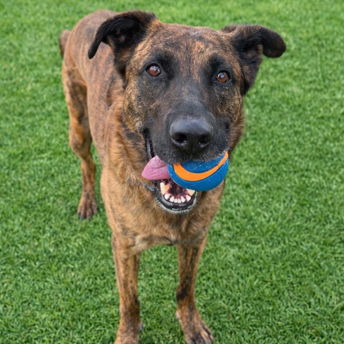 Enlarge Spinelli, a Adoptable mixed breed in Binghamton, NY image 3/5