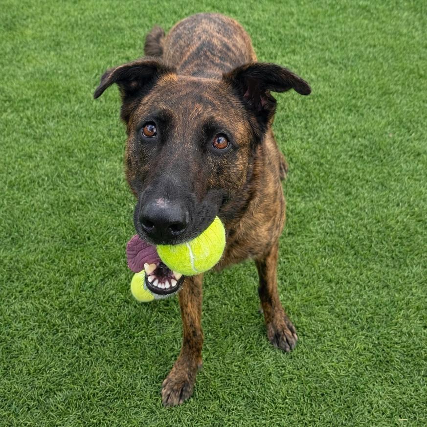 Enlarge Spinelli, a Adoptable mixed breed in Binghamton, NY image 5/5