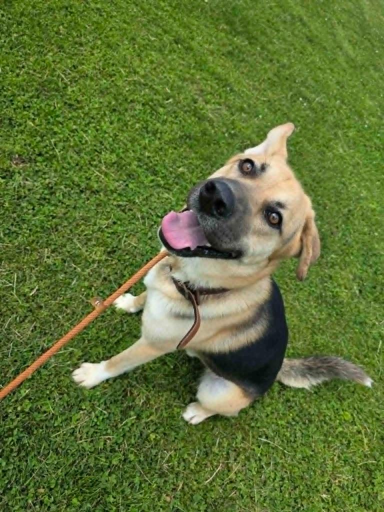 Enlarge Marley, a Adoptable mixed breed in Sprakers, NY image 1/1