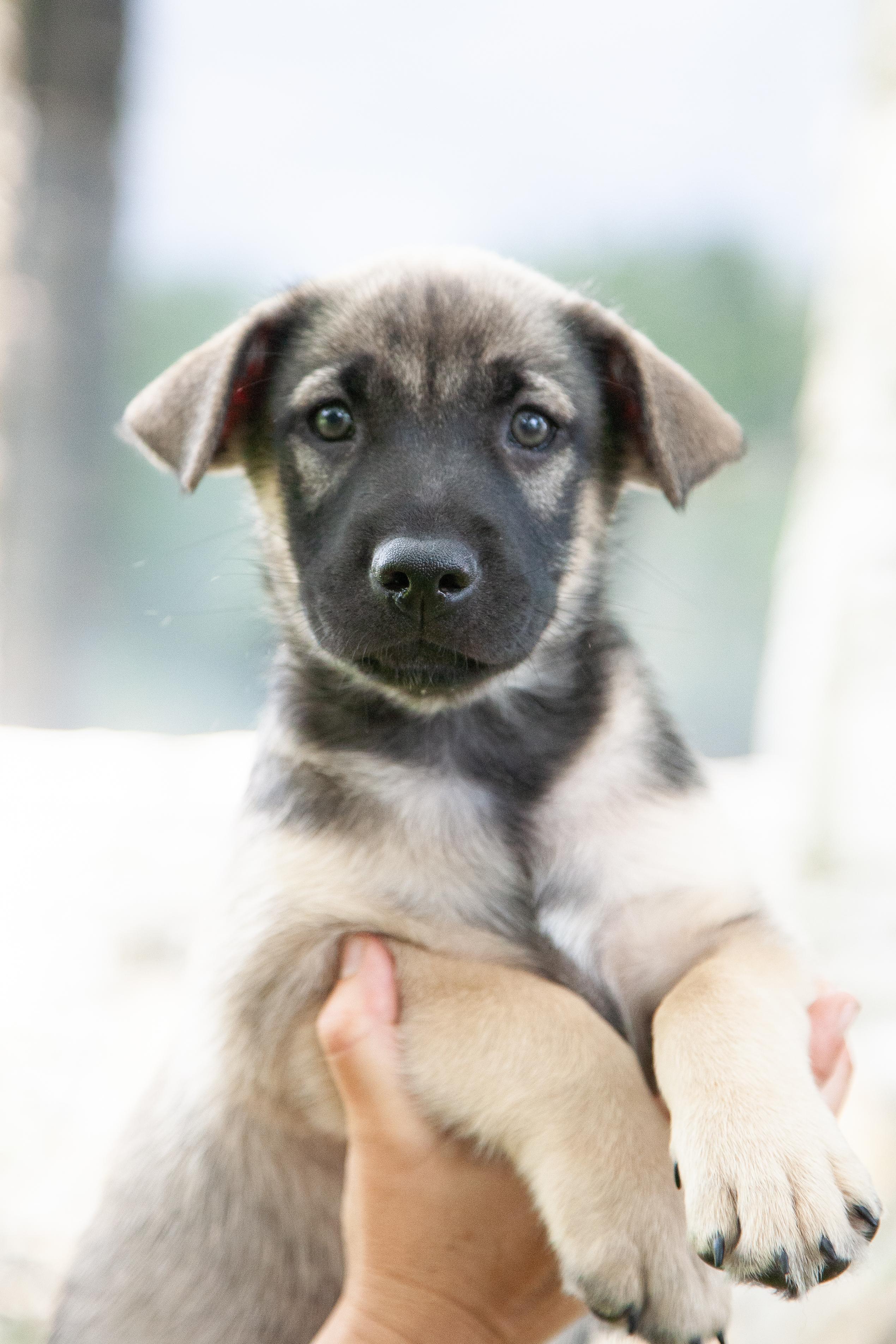 Drake, a Adoptable mixed breed in Nashville, TN image 1/3