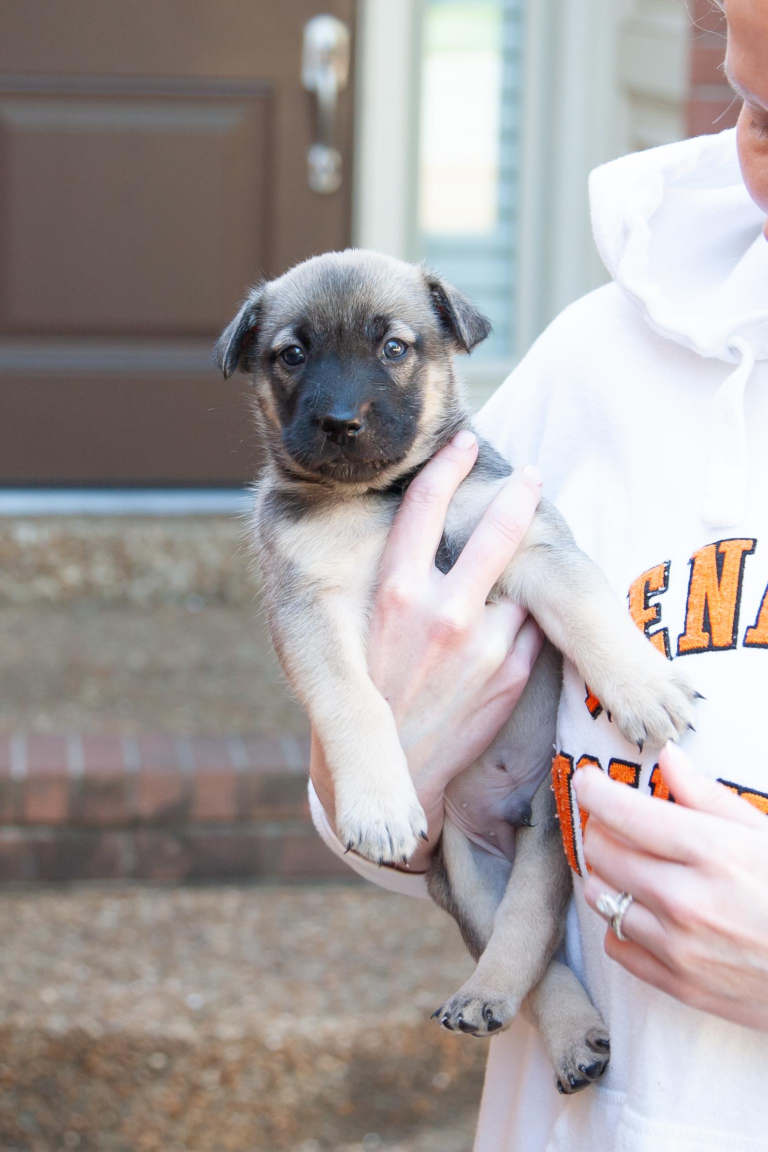 Drake, Adoptable, Puppy Male Shepherd.