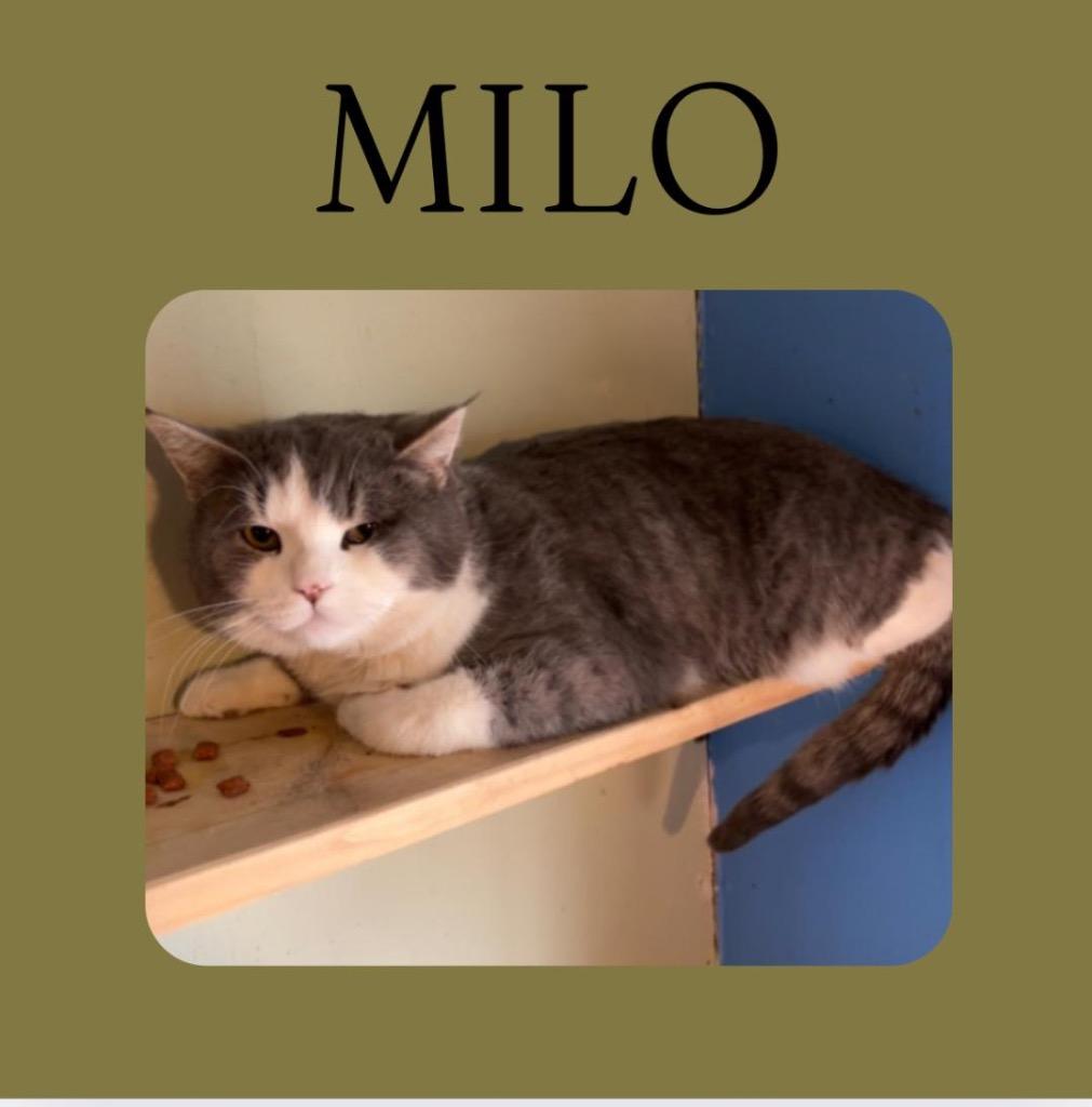 Milo, Adoptable, Adult Male Domestic Short Hair.
