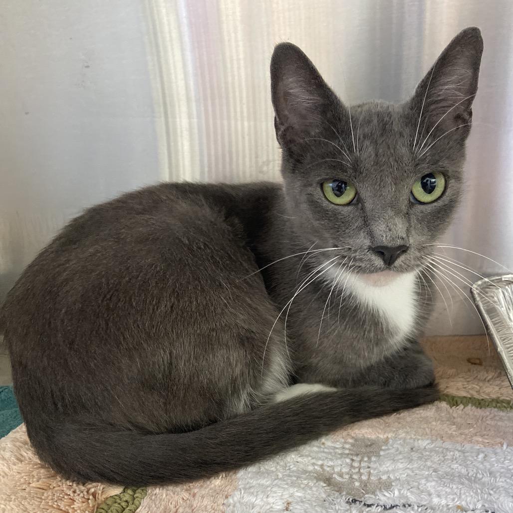 Alys, Adoptable, Adult Female Domestic Short Hair.