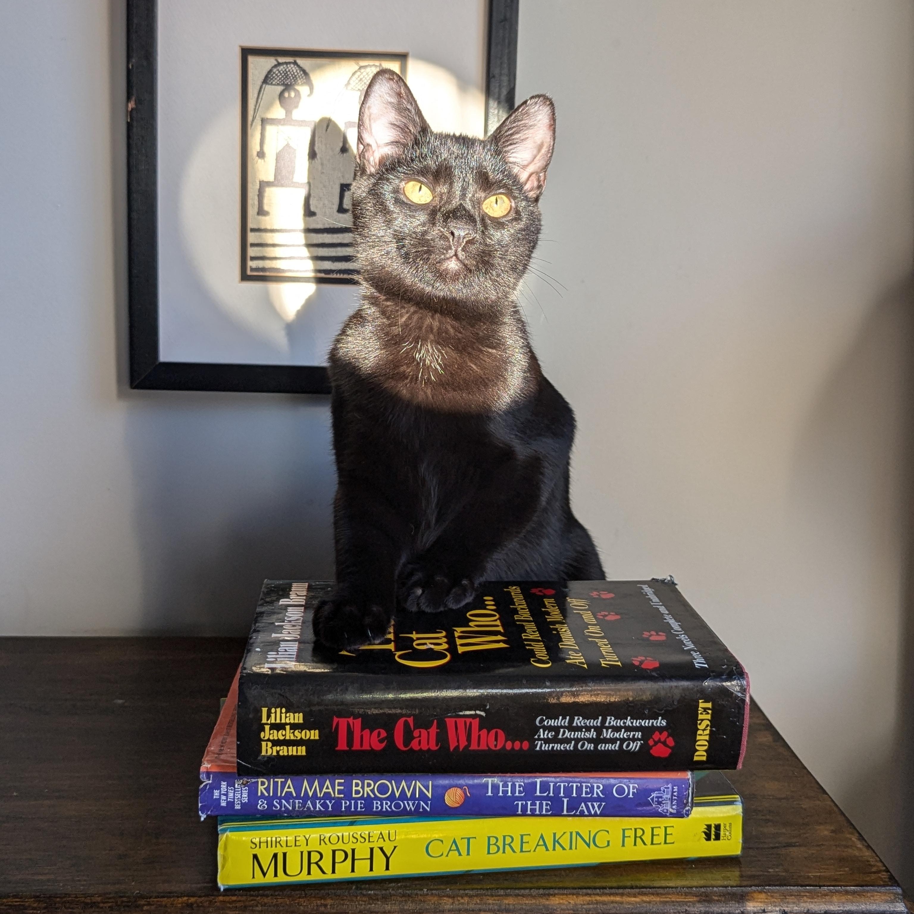 Enlarge Texas Pete (Action Superstar), a Adoptable mixed breed in Atlanta, GA image 4/6