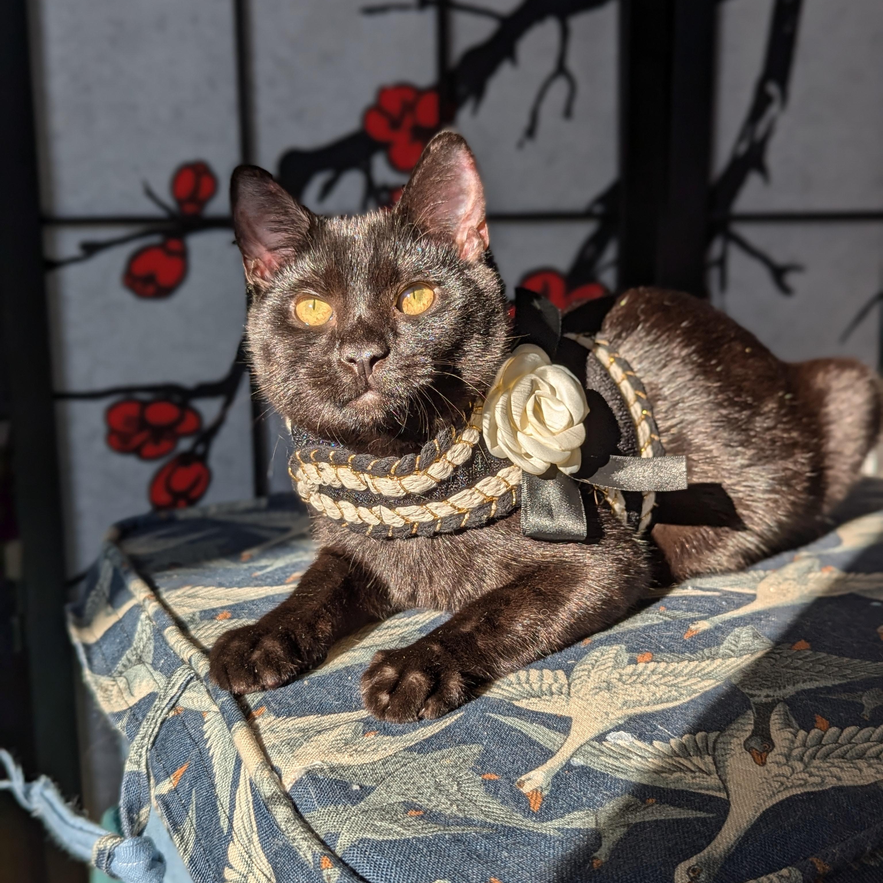 Texas Pete (Action Superstar), Adoptable, Kitten Male Bombay & Domestic Short Hair.