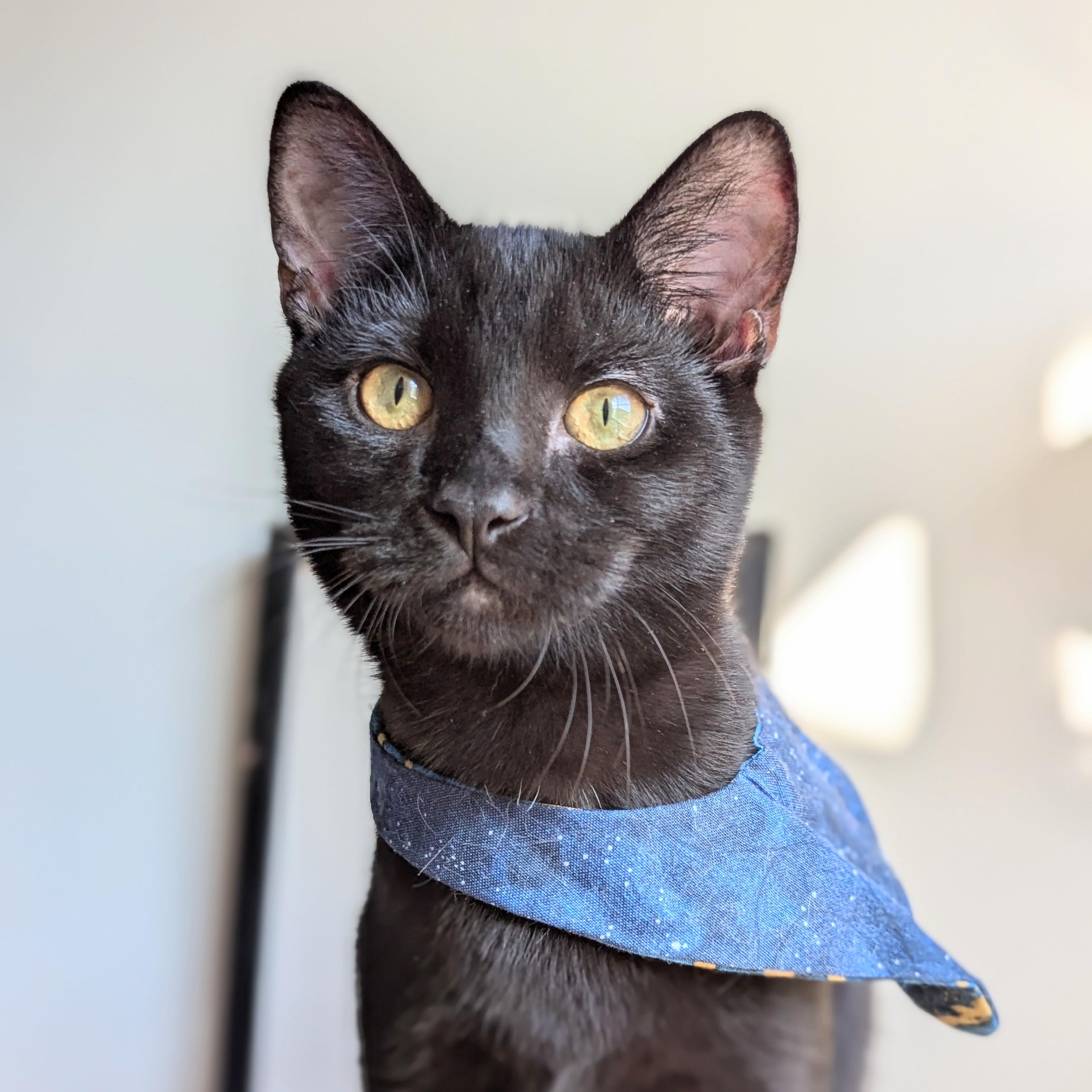 Enlarge Texas Pete (Action Superstar), a Adoptable mixed breed in Atlanta, GA image 2/6