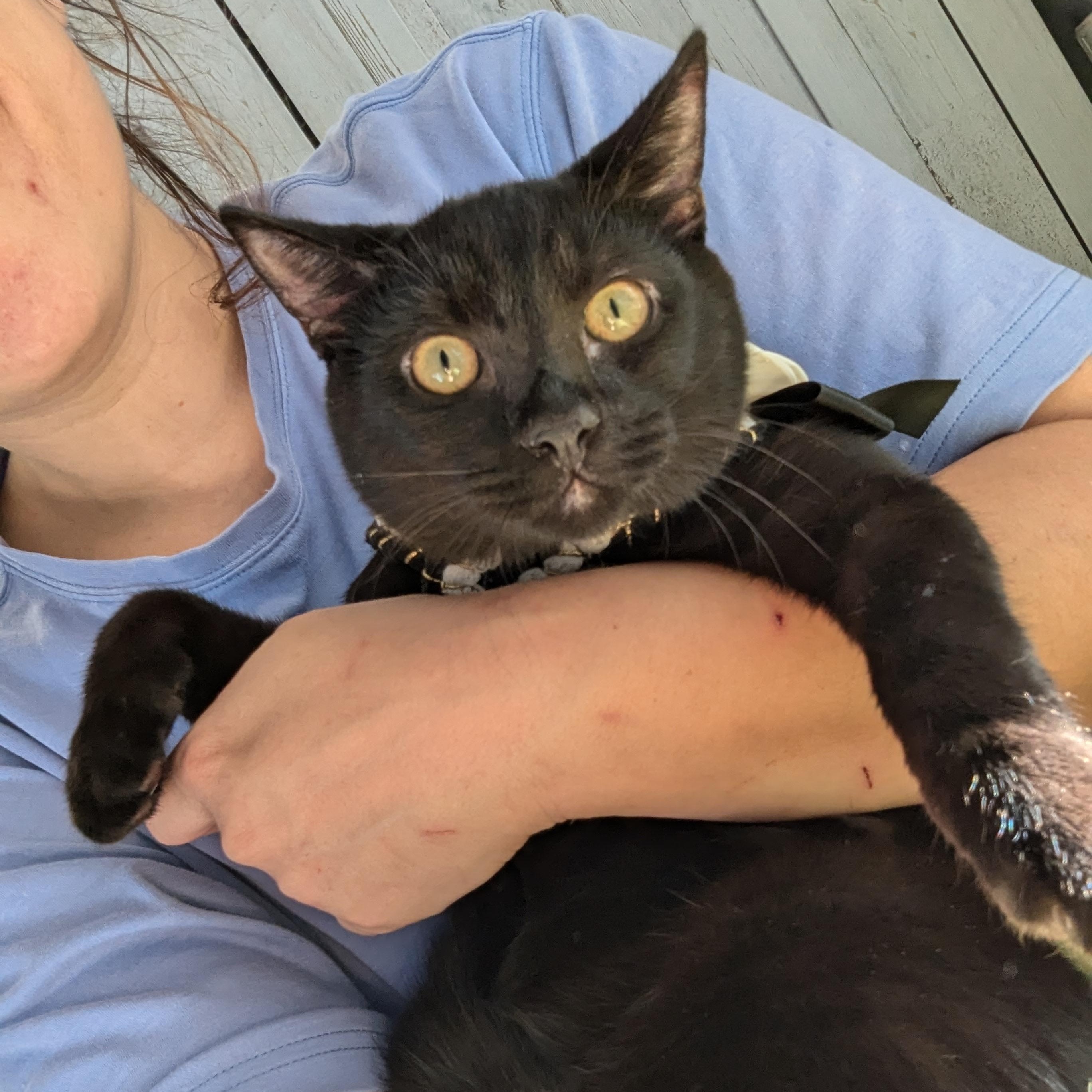 Enlarge Texas Pete (Action Superstar), a Adoptable mixed breed in Atlanta, GA image 6/6