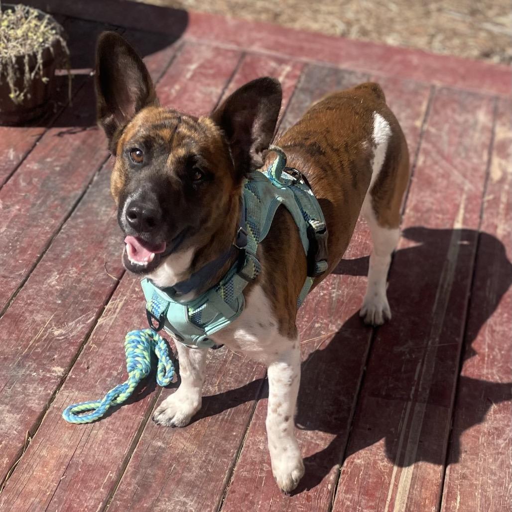 Mannix, Adoptable, Adult Male Corgi & Terrier.