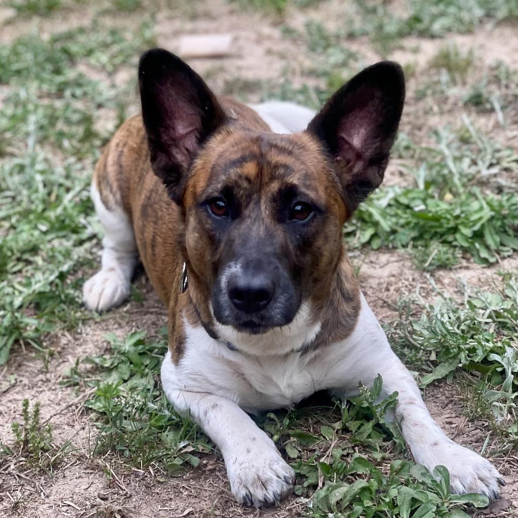 Enlarge Mannix, a Adoptable mixed breed in Fayetteville, GA image 5/6