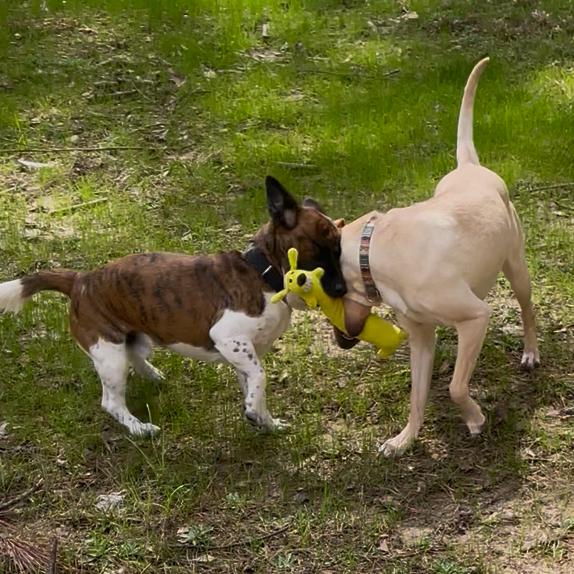Enlarge Mannix, a Adoptable mixed breed in Fayetteville, GA image 6/6