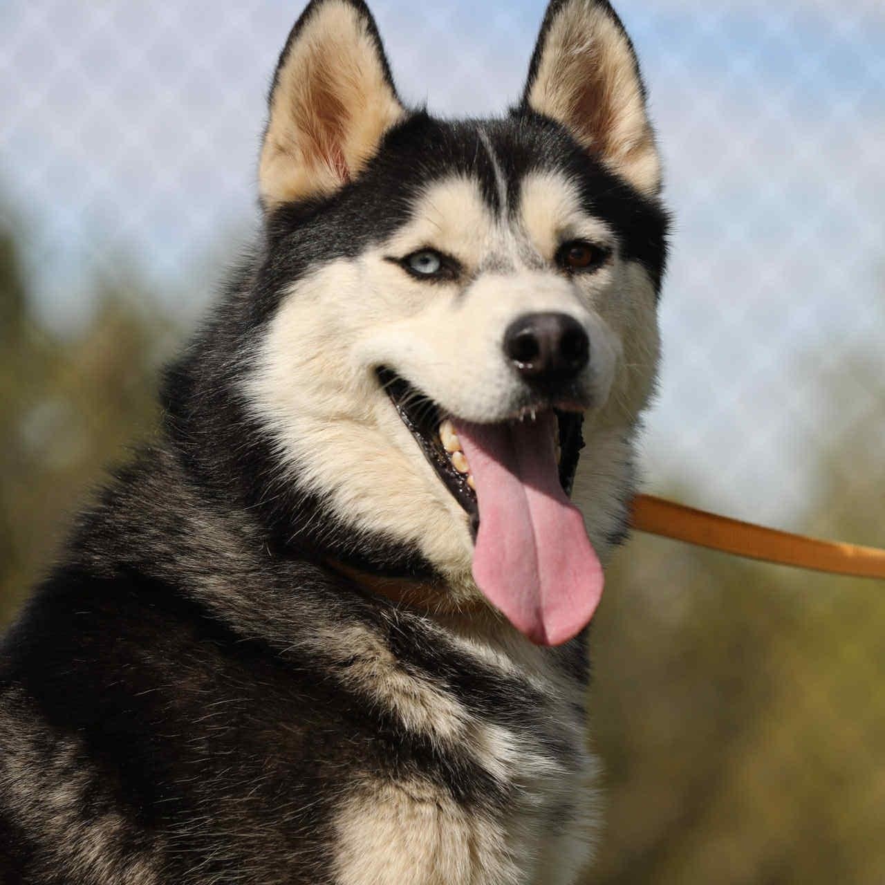 Enlarge French toast #253634, a Adoptable Siberian Husky in PINON HILLS, CA image 1/6