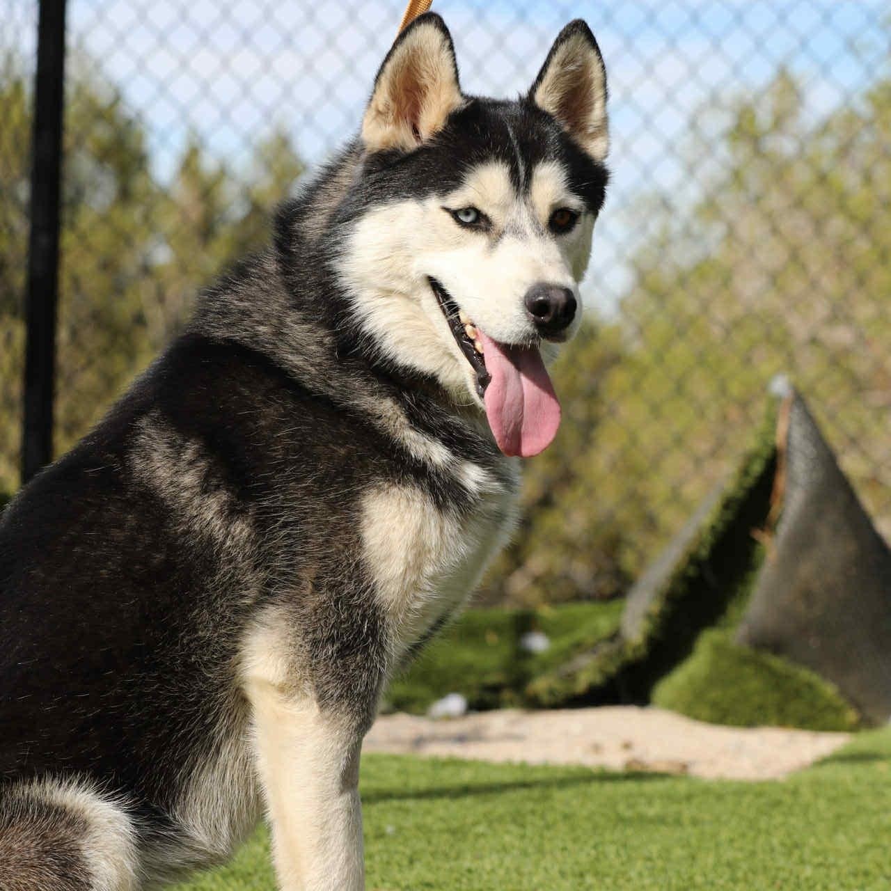 Enlarge French toast #253634, a Adoptable Siberian Husky in PINON HILLS, CA image 2/6