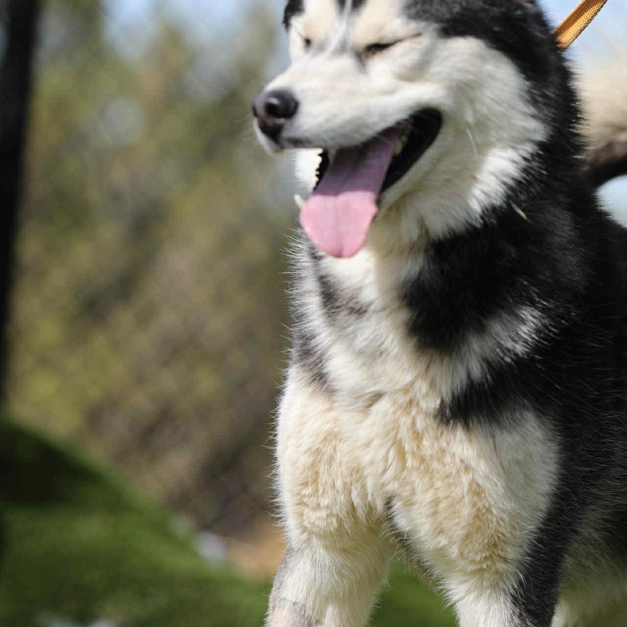 Enlarge French toast #253634, a Adoptable Siberian Husky in PINON HILLS, CA image 4/6