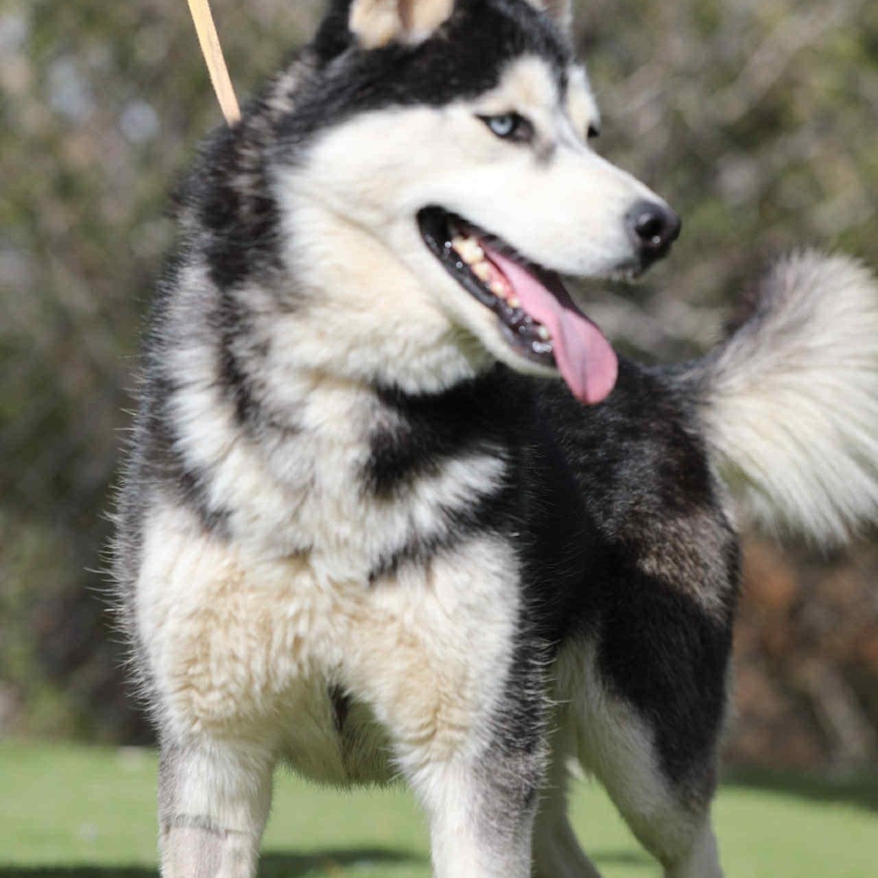 Enlarge French toast #253634, a Adoptable Siberian Husky in PINON HILLS, CA image 3/6