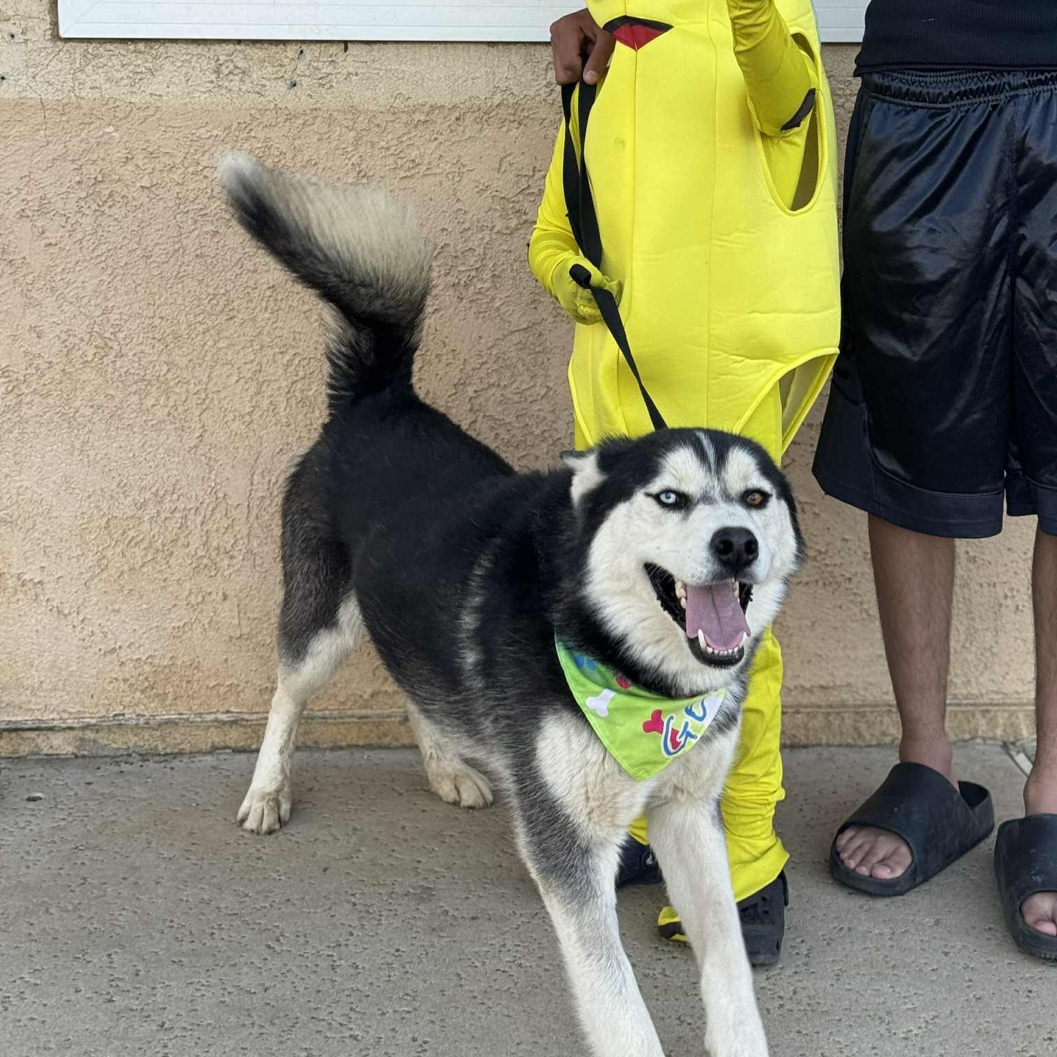 Enlarge French toast #253634, a Adoptable Siberian Husky in PINON HILLS, CA image 5/6