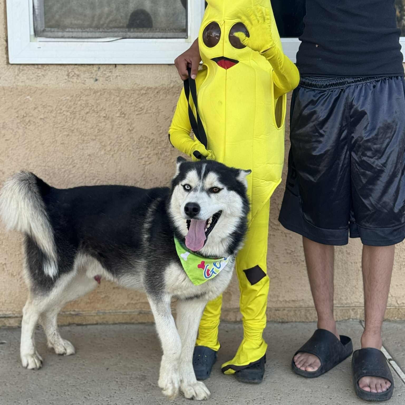 Enlarge French toast #253634, a Adoptable Siberian Husky in PINON HILLS, CA image 6/6