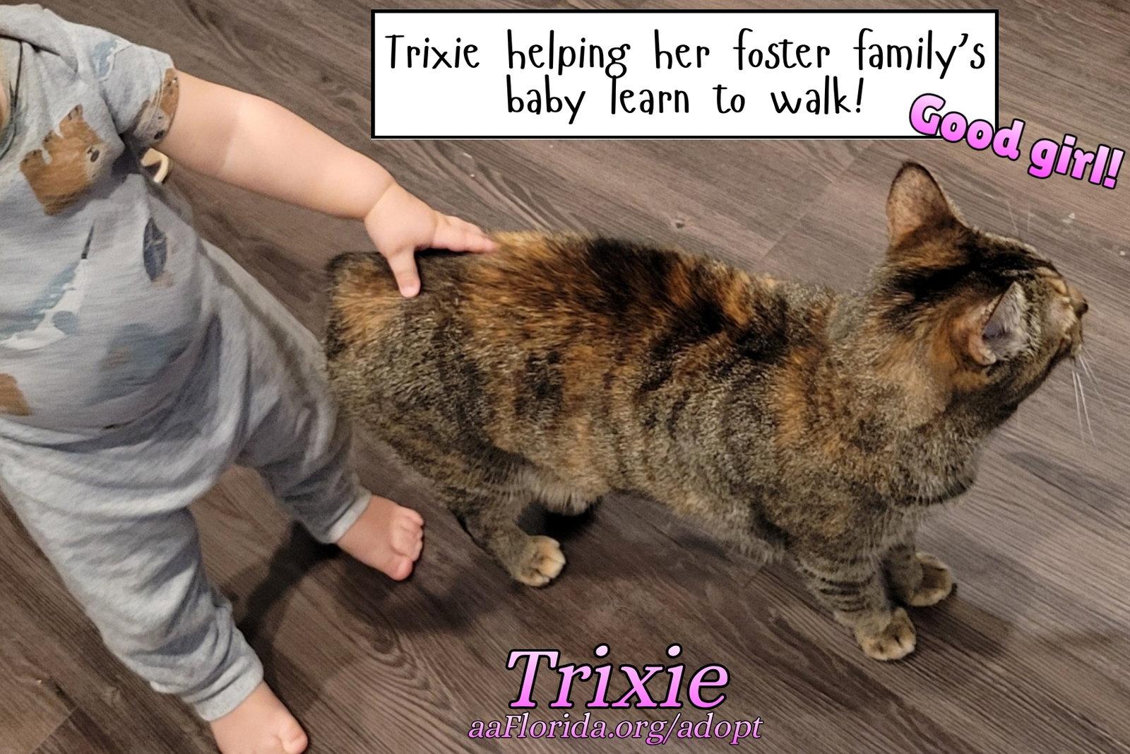 Trixie, Adopted, Young Female Tortoiseshell & Domestic Short Hair.