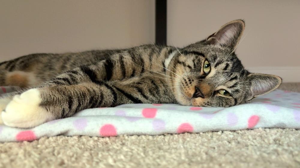 Jafar aka Bigfoot, Adoptable, Young Male Domestic Short Hair.