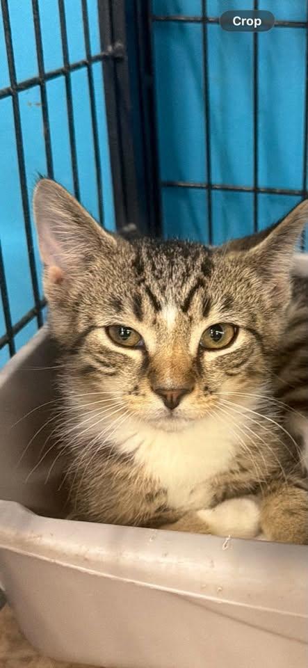 Enchilada (Kitty), Adoptable, Kitten Male Domestic Short Hair.
