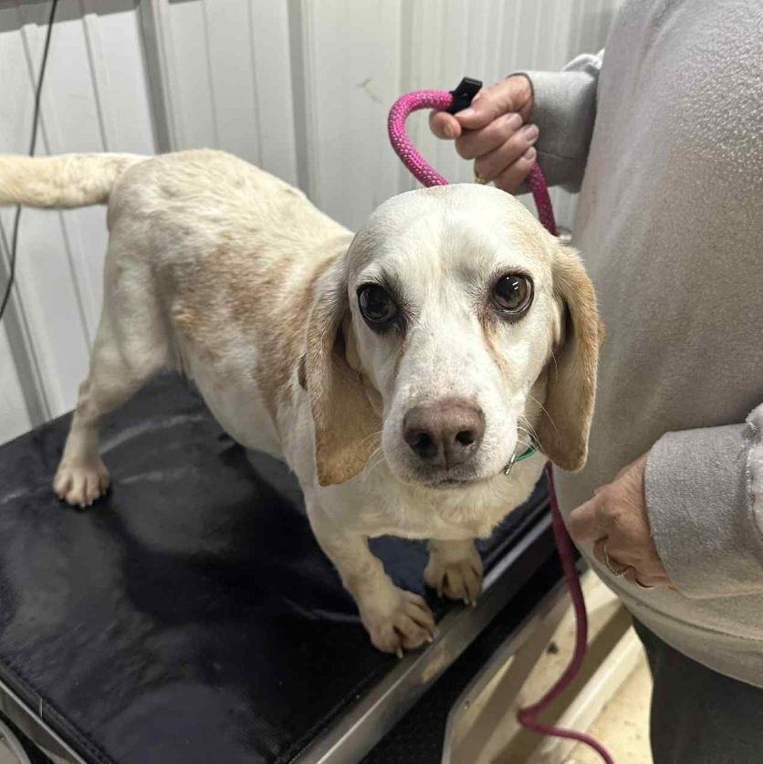 Ginger, Adoptable, Senior Female Basset Hound.