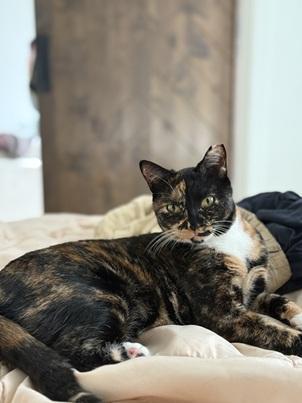 Enlarge Gabby, a Adoptable mixed breed in San Francisco, CA image 2/6