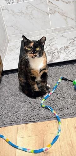 Enlarge Gabby, a Adoptable mixed breed in San Francisco, CA image 4/6