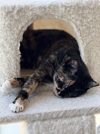 Enlarge Gabby, a Adoptable mixed breed in San Francisco, CA image 5/6