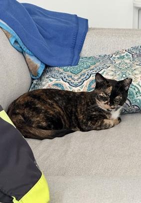 Enlarge Gabby, a Adoptable mixed breed in San Francisco, CA image 6/6