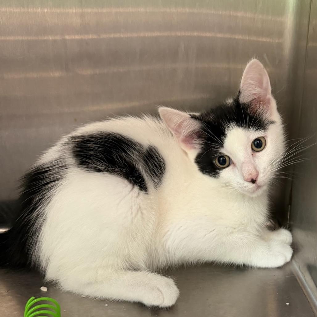 Woody, Adoptable, Kitten Male Domestic Short Hair.