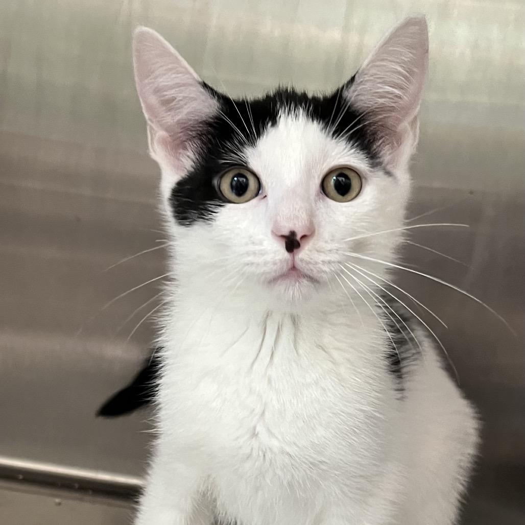 Enlarge Woody, a Adoptable Domestic Short Hair in Calverton, NY image 2/3
