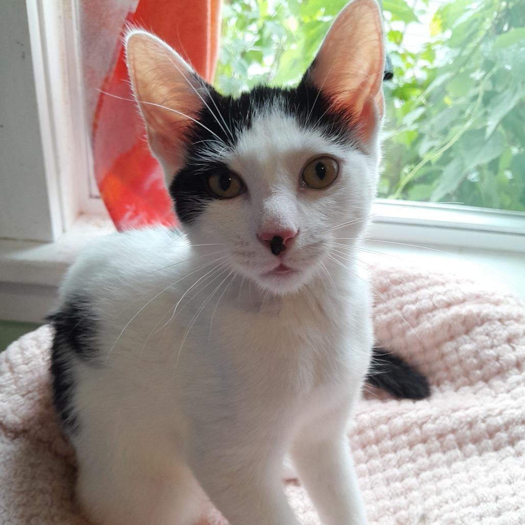 Enlarge Woody, a Adoptable Domestic Short Hair in Calverton, NY image 3/3