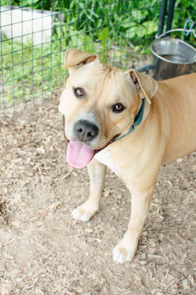 Shanzy/Schmoopie, Adopted, Adult Female American Staffordshire Terrier.