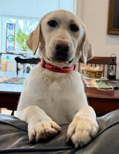Toby #41, ADOPTABLE, Young Male Yellow Labrador Retriever.