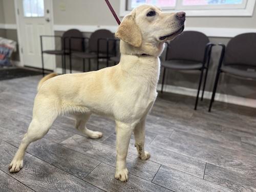Enlarge Toby #41, a ADOPTABLE Yellow Labrador Retriever in Killingworth, CT image 3/3