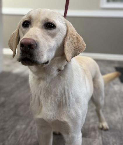 Toby #41, ADOPTABLE, Young Male Yellow Labrador Retriever.