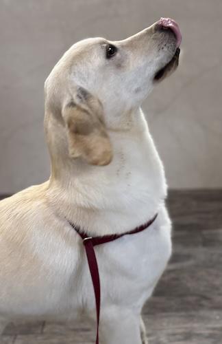 Enlarge Toby #41, a ADOPTABLE Yellow Labrador Retriever in Killingworth, CT image 2/3