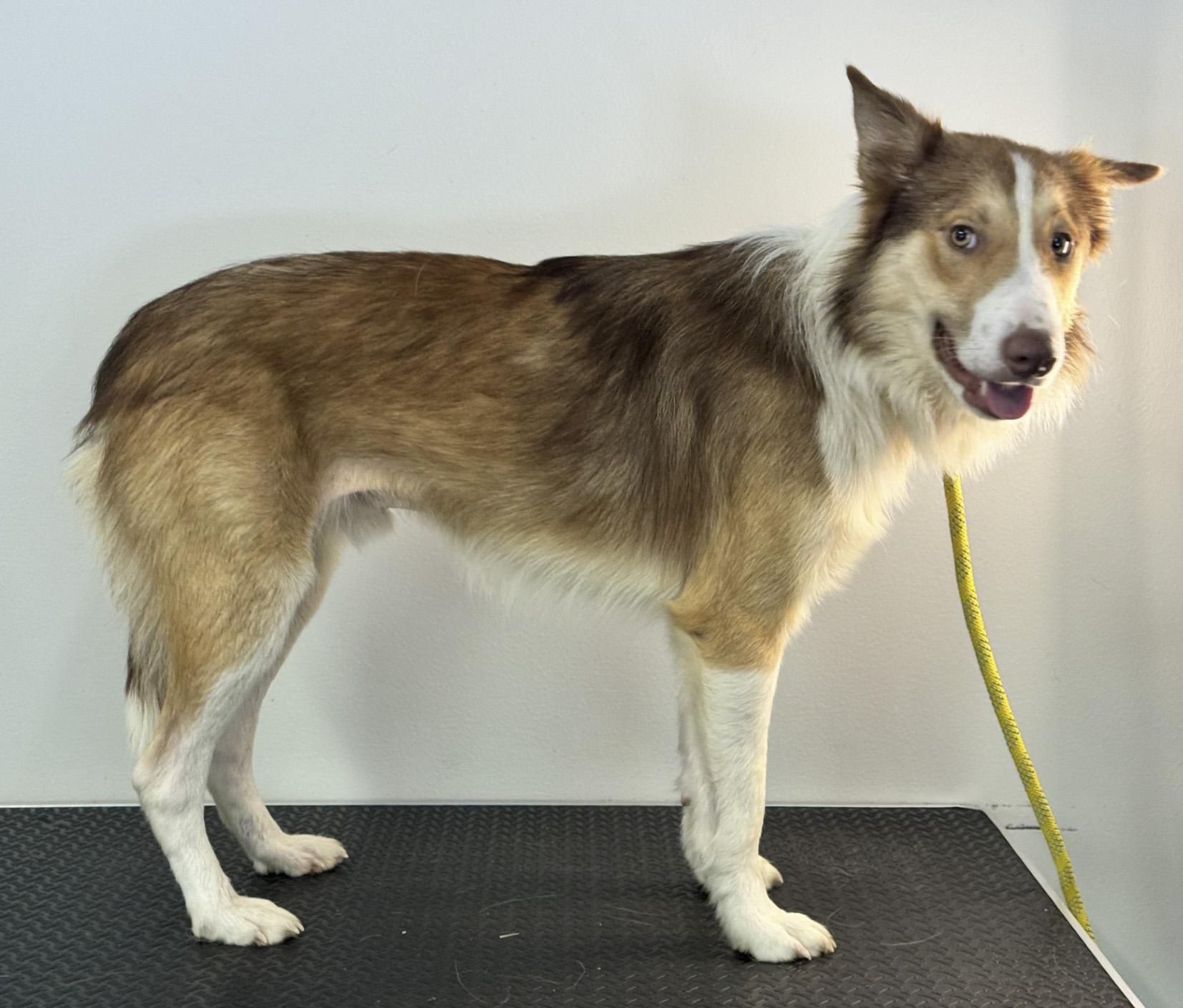 Enlarge Blaze, a ADOPTABLE mixed breed in Richmond, VA image 4/6