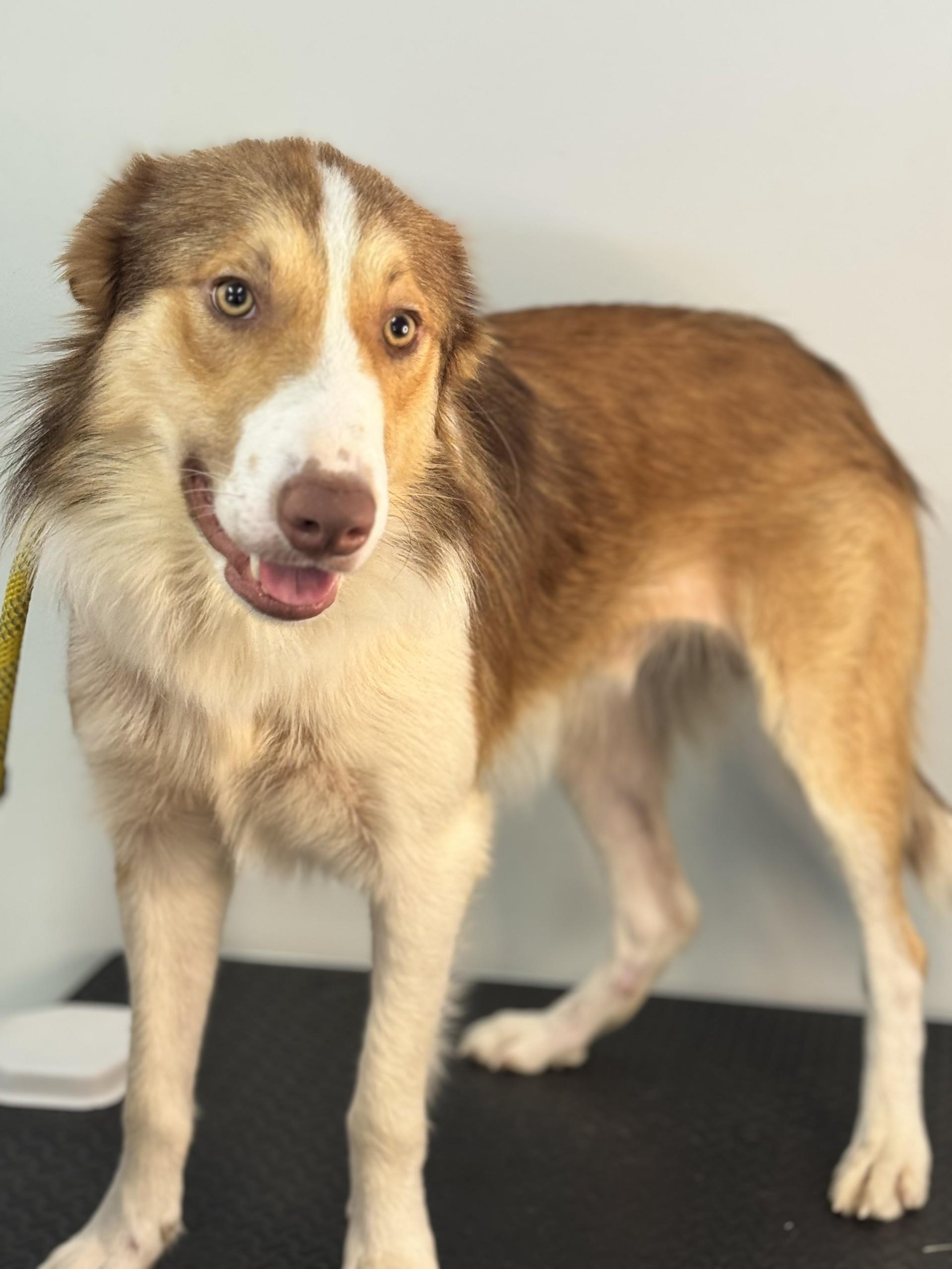 Enlarge Blaze, a ADOPTABLE mixed breed in Richmond, VA image 2/6