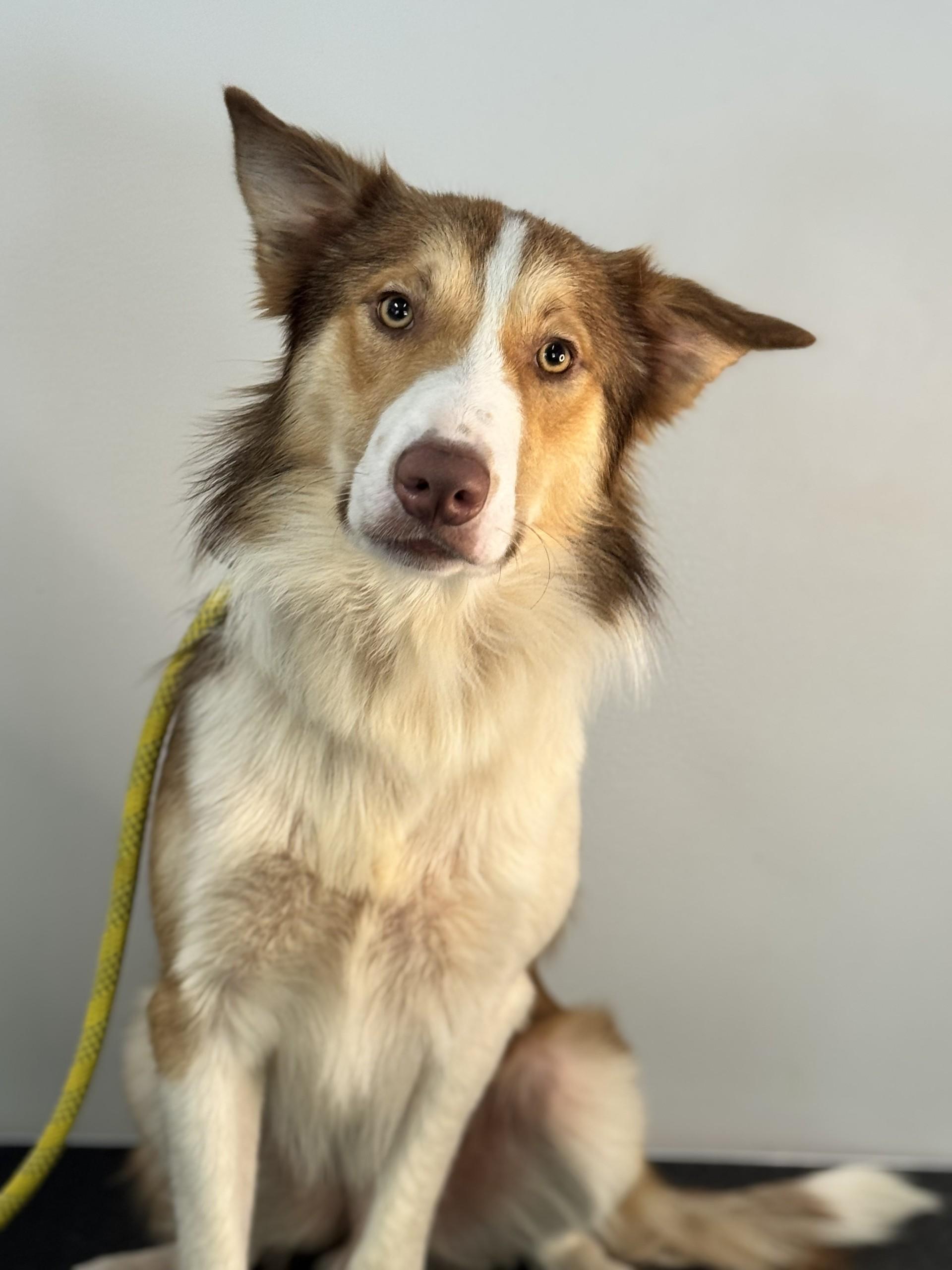 Enlarge Blaze, a ADOPTABLE mixed breed in Richmond, VA image 5/6