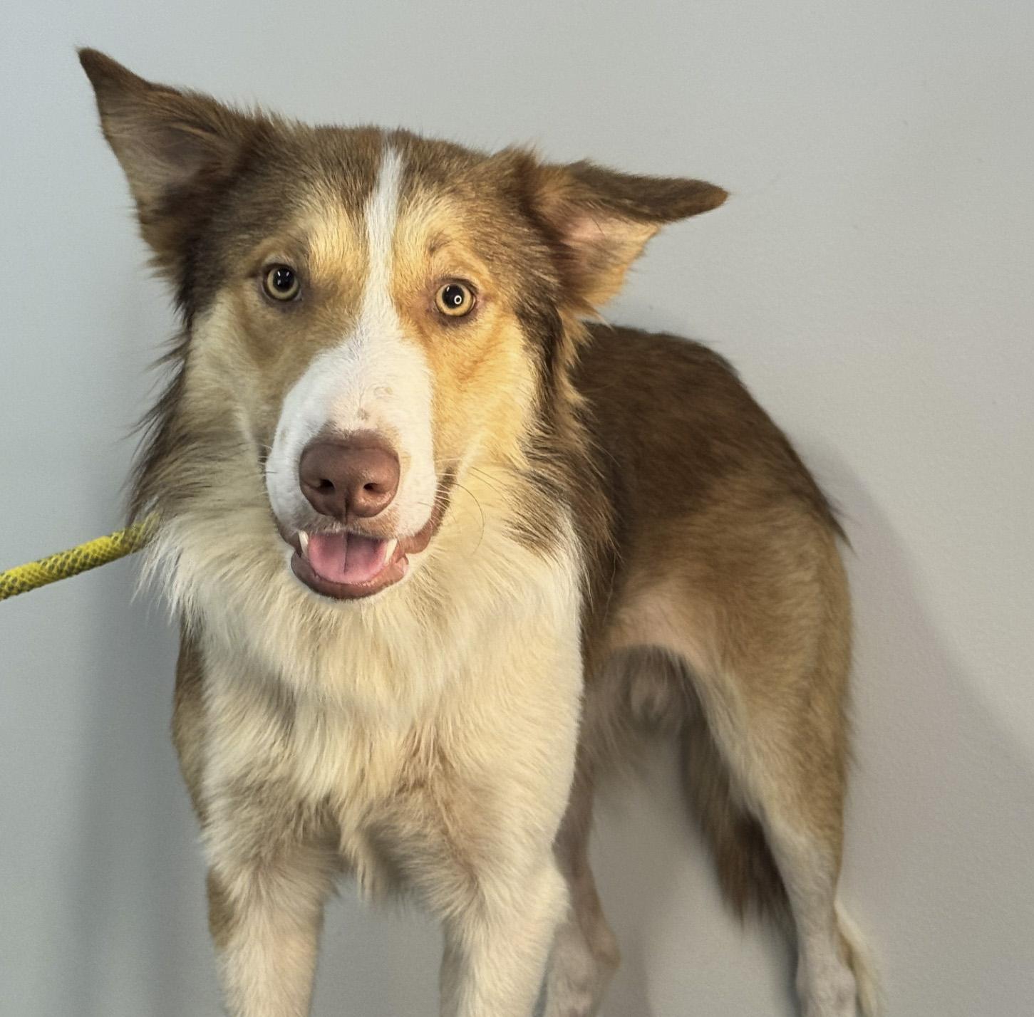 Enlarge Blaze, a ADOPTABLE mixed breed in Richmond, VA image 3/6