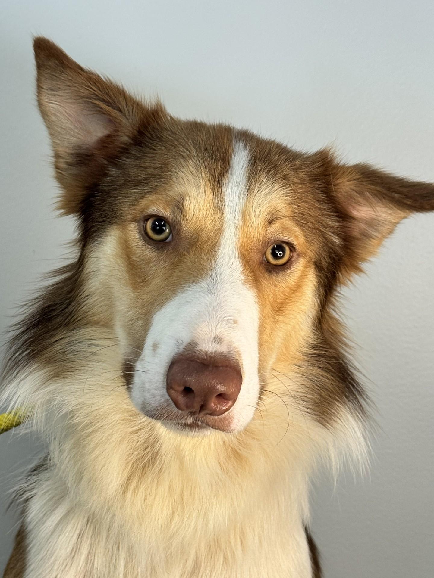 Blaze, ADOPTABLE, Young Male Border Collie.
